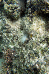 Fototapeta na wymiar Small christmas worm in the sea of Togian islands
