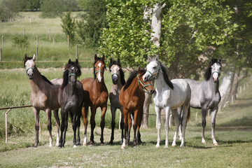 Panoramic view of herd of horses while running home on rural animal farm