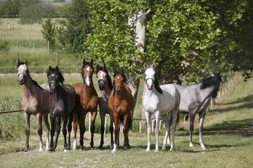 Panoramic view of herd of horses while running home on rural animal farm