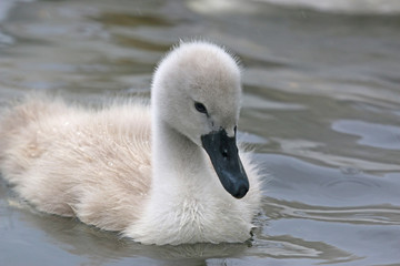 Cygnet swimming in a lake	