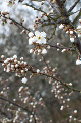 Cherry flowers with bokeh and dark unsharp background