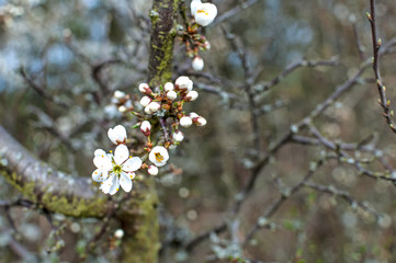 Cherry flowers with bokeh and dark unsharp background