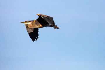 Young Green Heron (Butorides striatus) flying in a blue sky