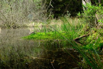 Grün Insel