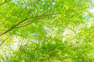 Obraz premium 新緑の森