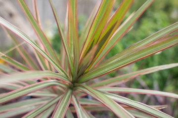 Dracaena