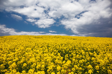 Fototapeta premium Fields with rapeseed on a sunny day. Rapeseed cultivation.