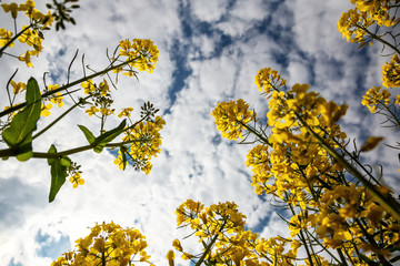 Fields with rapeseed on a sunny day. Rapeseed cultivation.