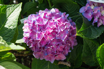 Pink Hydrangea