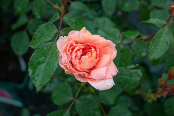 Pink Rose