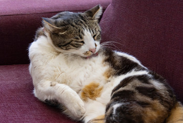 A Cat Taking a Bath