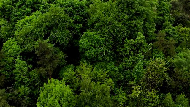 Aerial top view of summer green trees in forest background, Valcea, Romania. Drone photography. Coniferous and deciduous trees, forest road. Beautiful panoramic photo over the tops of pine forest.