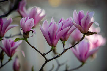 Magnolia in fiore