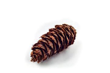 The cone of a Douglas fir. Looks like a fir or spruce cone. the scales are jagged. Isolated on a white background.
