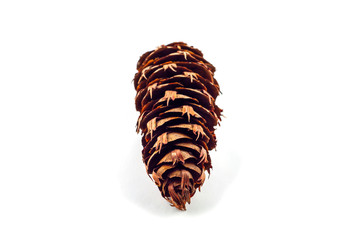 The cone of a Douglas fir. Looks like a fir or spruce cone. the scales are jagged. Isolated on a white background.