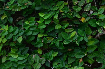 tropical leaf, large foliage, abstract green texture, nature background