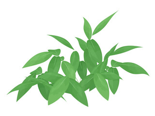 クマザサ_笹_イラスト