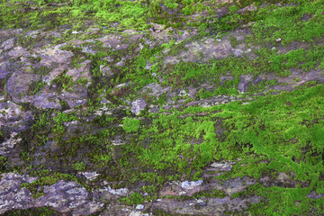 moss green on stone in forest.