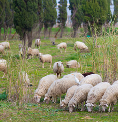 Fototapeta premium Sheep