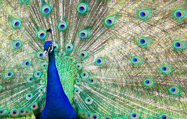 Obraz premium Peacock