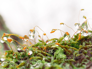 雨あがり、ふるえる水の粒