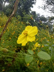 Yellow Flowers