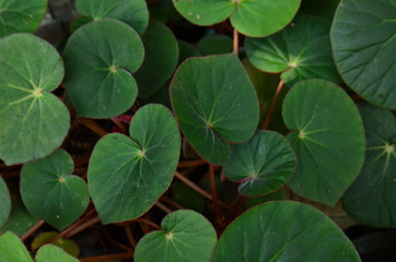 tropical leaf, large foliage, abstract green texture, nature background