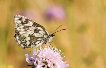 Marbled White butterfly, Melanargia galathea, feeding  on a Field scabious flower in a chalk grassland habitat with straw-coloured blurred background. Close up side view.