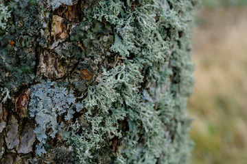 Flechten an Baum / Eichenmoos (lat.: Evernia prunastri)