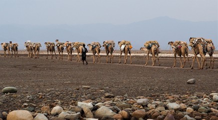 Fototapeta na wymiar Camels caravan in salt desert