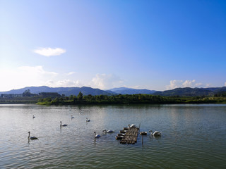Swarm in the calm lake