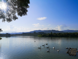 Swarm in the calm lake