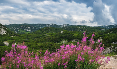 Alpine summer landscape with blooming purple flowers and picturesque green mountain slopes, beautiful nature of Dachstein Mountains, Salzkammergut region, Upper Austria