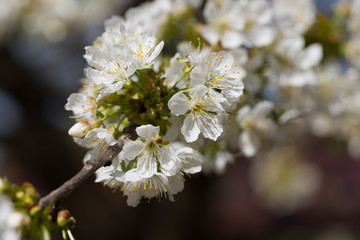 Kiść  białych kwiatów drzewa czereśniowego na gałęzi w rozkwicie wiosną - obrazy, fototapety, plakaty