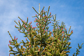 Wenn die Fichte blüht.