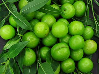 Green plums on plum tree leaves               