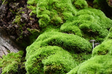 Moss green on tree in forest.