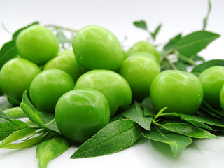 Green plums on plum tree leaves               