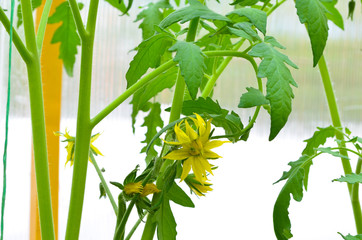 in a greenhouse tomatoes bloom and develop beautifully