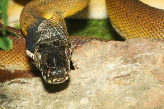 The white lipped python snake in garden