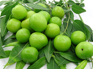 Green plums on plum tree leaves               