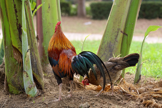 The fighting cock is beautiful in banana garden at thailand