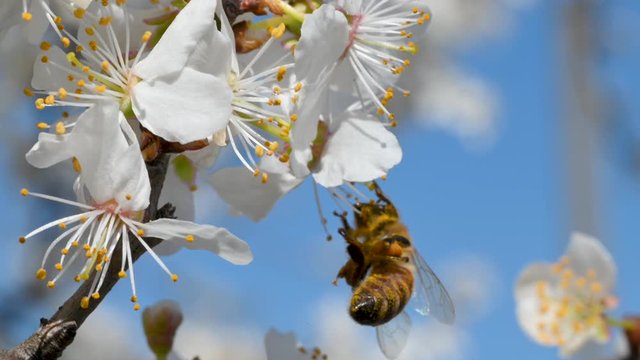 Close-up of honey bee collecting nectar pollen with flower on a flowering cherry tree on spring sunny day. pollinating fruit trees. springtime concept