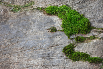 Moss green on the rock.