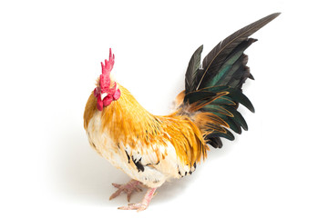 Rooster bantam chicken or Ayam kate is any small variety of fowl, especially chickens isolated on...