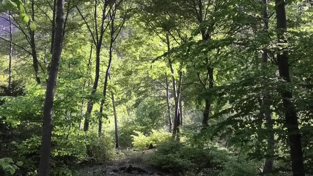 suoni colori del bosco prealpino