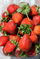 close-up organic and fresh strawberries 