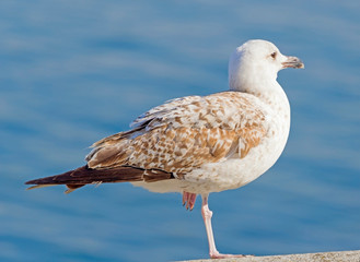 Obraz premium a Seagull stands on one leg
