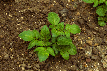 A young potato plant growing in a garden in the UK