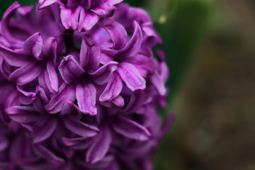 close up of a lilac flower